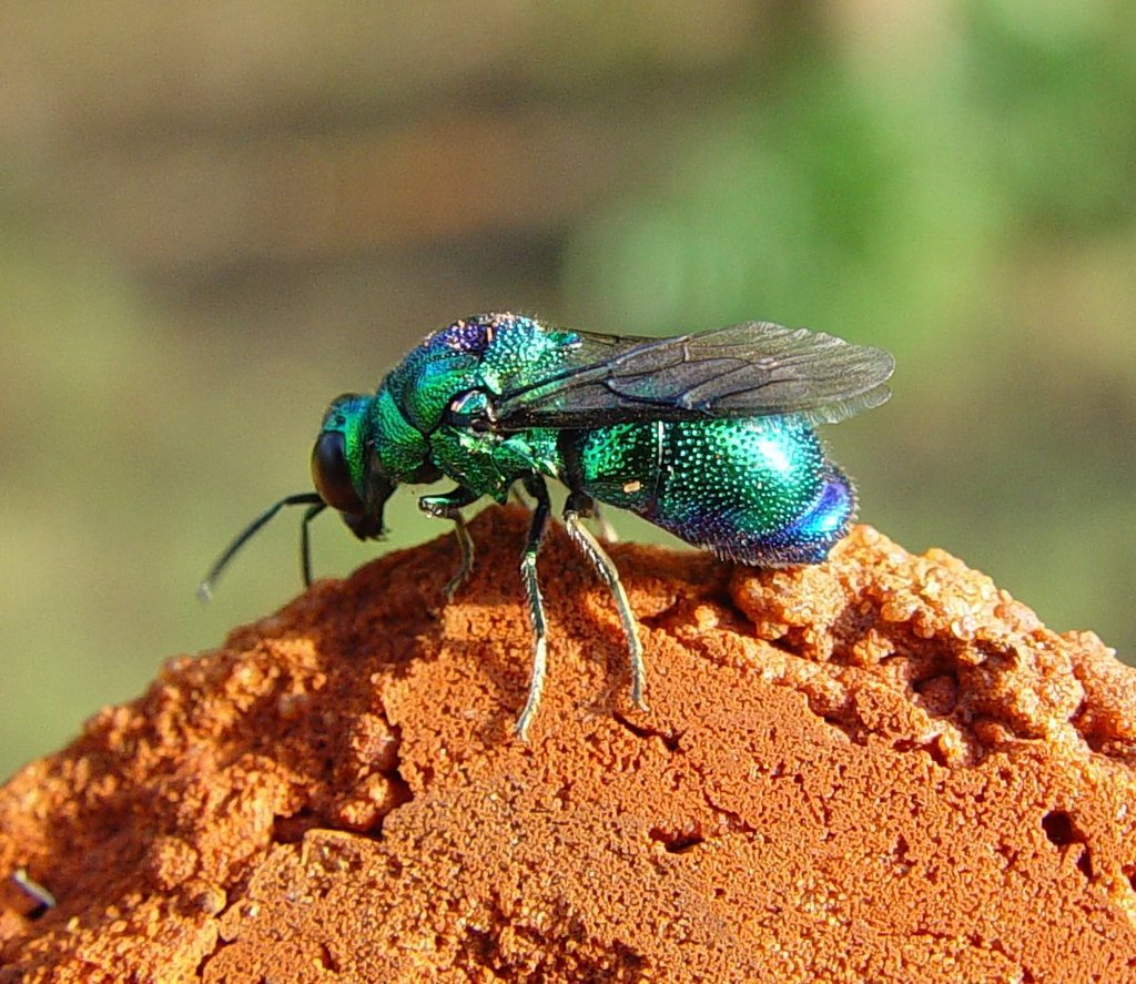 Emerald Cuckoo Wasp from Broome WA, Australia on March 2, 2005 by ...