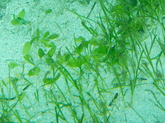 Halophila ovalis