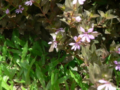 Vehilius stictomenes