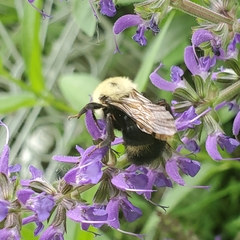 Bombus citrinus