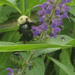 Bombus citrinus