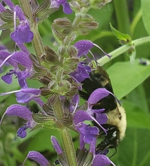 Bombus citrinus