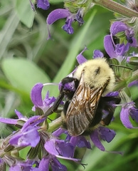 Bombus citrinus