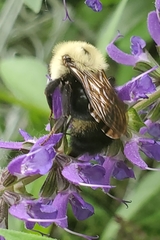 Bombus citrinus