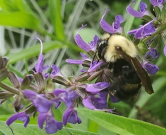 Bombus citrinus