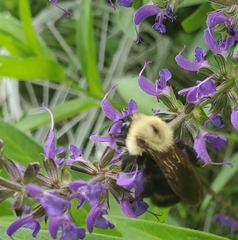 Bombus citrinus