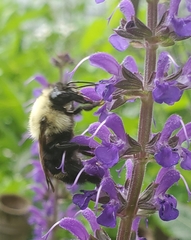 Bombus citrinus