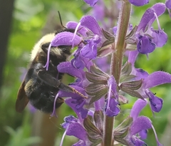 Bombus citrinus