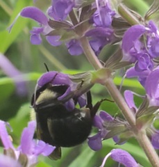 Bombus citrinus