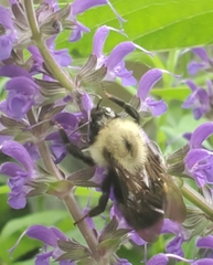 Bombus citrinus