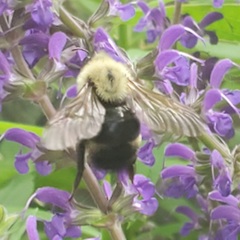 Bombus citrinus