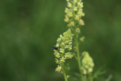 Hylaeus signatus