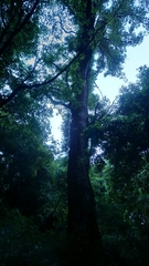 Castanopsis carlesii