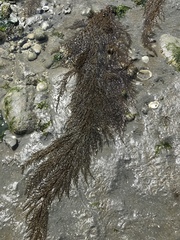 Desmarestia kurilensis