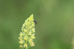 Hylaeus signatus