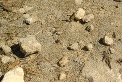 Amblyomma triguttatum