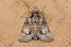 Gallaba eugraphes