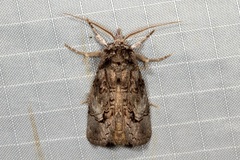 Gallaba eugraphes