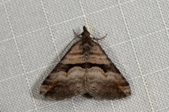 Dichromodes triparata