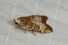 Heteromicta tripartitella