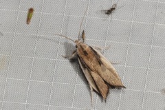 Pilostibes basivitta