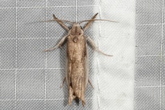 Pilostibes basivitta