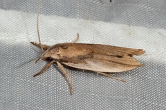 Pilostibes basivitta