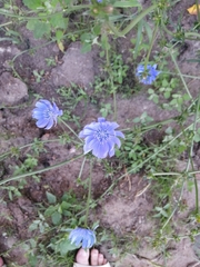 Cichorium intybus