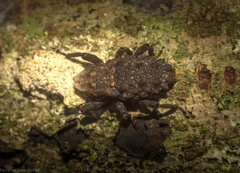 Poropterus variabilis