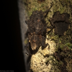 Poropterus variabilis