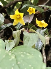 Lysimachia ardisioides