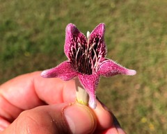Pandorea doratoxylon