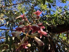 Pandorea doratoxylon