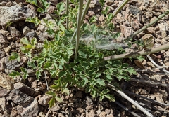 Lomatium repostum