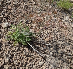 Lomatium repostum