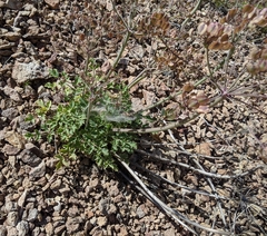 Lomatium repostum