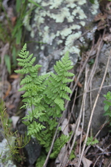 Cystopteris protrusa