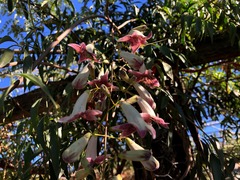 Pandorea doratoxylon