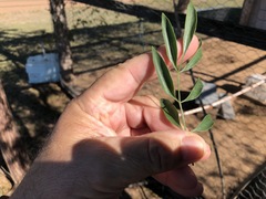 Pandorea doratoxylon