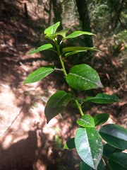 Ilex pedunculosa