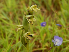 Habenaria heyneana