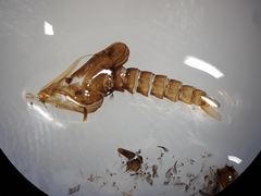 Toxorhynchites theobaldi