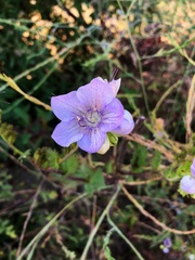 Phacelia grandiflora