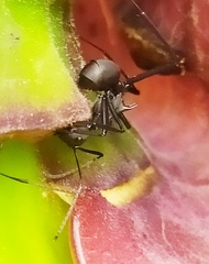 Polyrhachis abdominalis