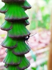 Polyrhachis abdominalis