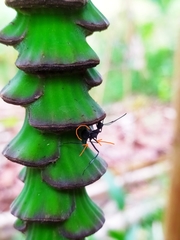 Polyrhachis abdominalis