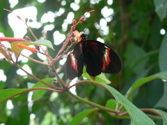 Heliconius melpomene melpomene