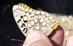 Speyeria coronis snyderi