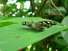 Catonephele acontius