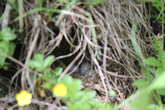 Junco hyemalis